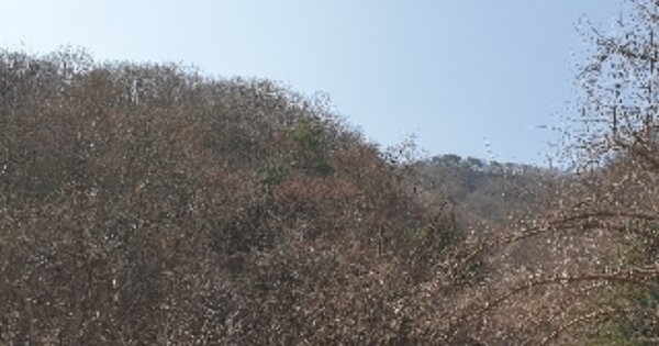 경기도 가평군 청평면 호명리 OOO 임야 경매 물건 이미지