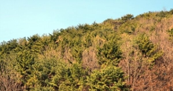 경상남도 김해시 관동동 OOO 임야 경매 물건 이미지