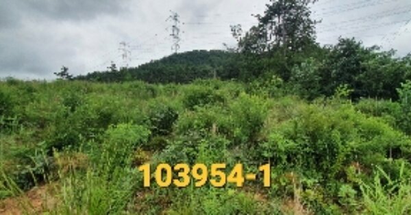 부산광역시 기장군 장안읍 좌천리 OO O OOO 임야 경매 물건 이미지