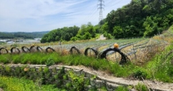 경상북도 안동시 북후면 도촌리 OOOOO 전 경매 물건 이미지