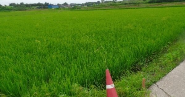 충청남도 논산시 채운면 용화리 OOOOO 답 경매 물건 이미지