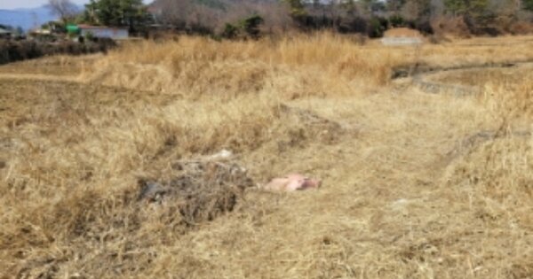 울산광역시 울주군 상북면 산전리 OOO 답 경매 물건 이미지