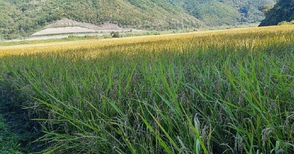 경상북도 경주시 문무대왕면 용당리 OOO 답 경매 물건 이미지