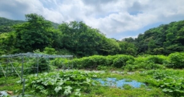 경기도 성남시 분당구 운중동 OOOOO 답 경매 물건 이미지