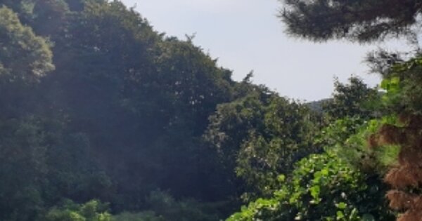 충청남도 예산군 신양면 시왕리 OOO 임야 경매 물건 이미지