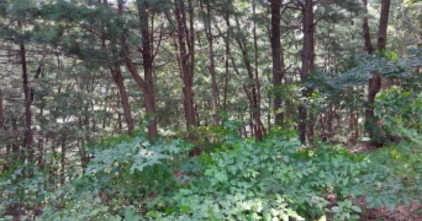 경기도 파주시 조리읍 오산리 OOOOO 임야 경매 물건 이미지