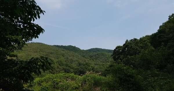 경상북도 군위군 소보면 평호리 OOOOO 임야 경매 물건 이미지