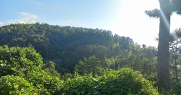 경상남도 거제시 하청면 대곡리 OOOOO 임야 경매 물건 이미지