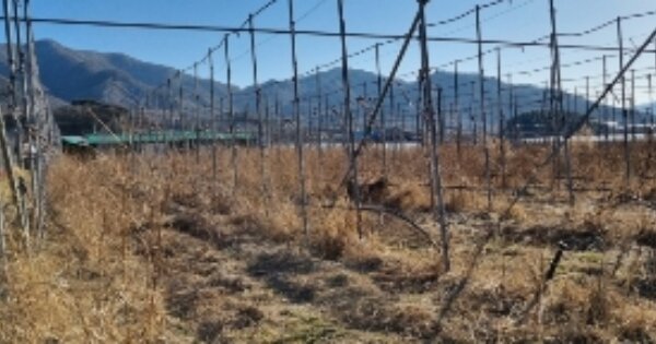 전라북도 장수군 장수읍 노곡리 OOOO 답 경매 물건 이미지