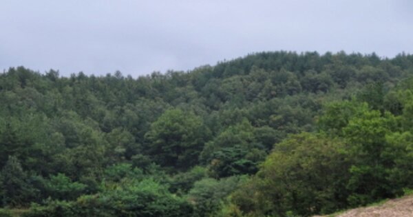 경상북도 포항시 북구 흥해읍 이인리 OOOOOO 임야 경매 물건 이미지
