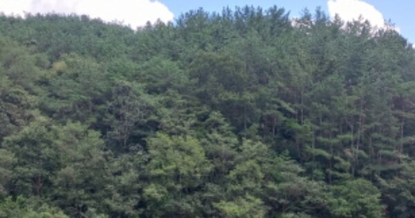 경상남도 진주시 사봉면 부계리 OOOO 임야 경매 물건 이미지