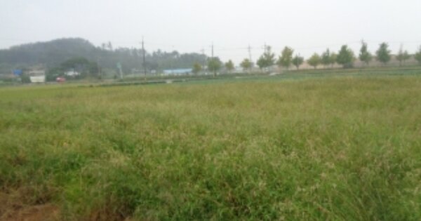 전라북도 김제시 진봉면 심포리 OOOO 답 경매 물건 이미지