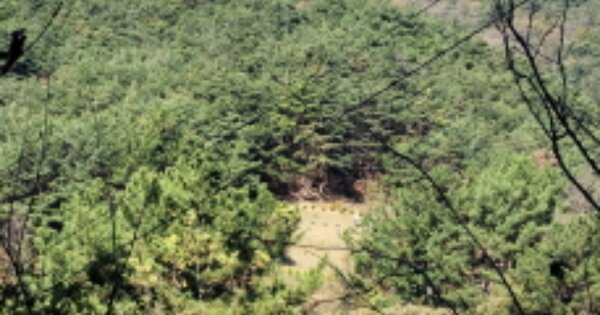 대구광역시 달성군 논공읍 노이리 OOO 임야 경매 물건 이미지