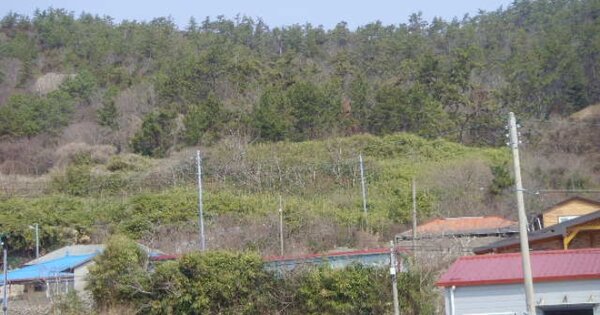 전라남도 진도군 의신면 금갑리 OOO 대지 경매 물건 이미지