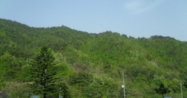 강원도 강릉시 연곡면 삼산리 OOO 임야 경매 물건 이미지