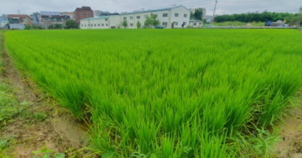 경기도 화성시 반정동 OOOOO 답 경매 물건 이미지