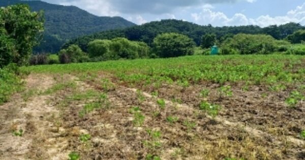 광주광역시 북구 충효동 OOO 답 경매 물건 이미지