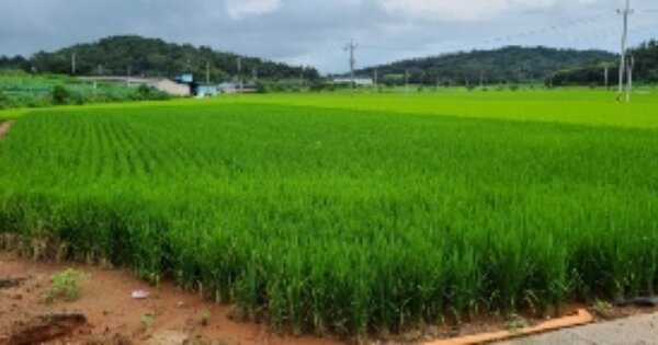 전라남도 나주시 동강면 곡천리 OOOOO 답 경매 물건 이미지