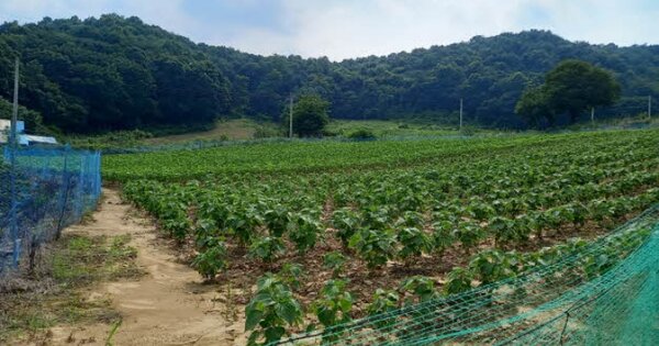 경기도 연천군 군남면 왕림리 OO 전 경매 물건 이미지