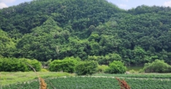 경상북도 안동시 도산면 원천리 OOO 임야 경매 물건 이미지