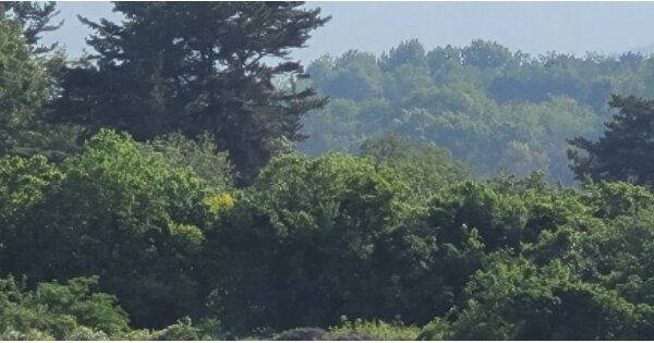 경상북도 칠곡군 북삼읍 오평리 OOOOOO O OOO 임야 경매 물건 이미지