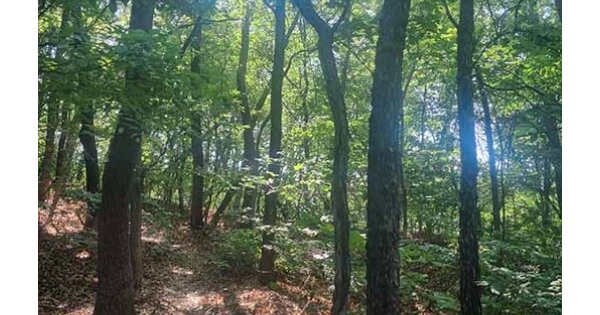 서울특별시 서초구 염곡동 OOO 임야 경매 물건 이미지