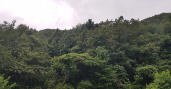 경기도 연천군 신서면 내산리 OOO 임야 경매 물건 이미지