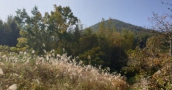 전라남도 고흥군 점암면 대룡리 OOOOO 전 경매 물건 이미지