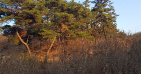 경기도 포천시 창수면 주원리 OOOO O OOO 공장 경매 물건 이미지