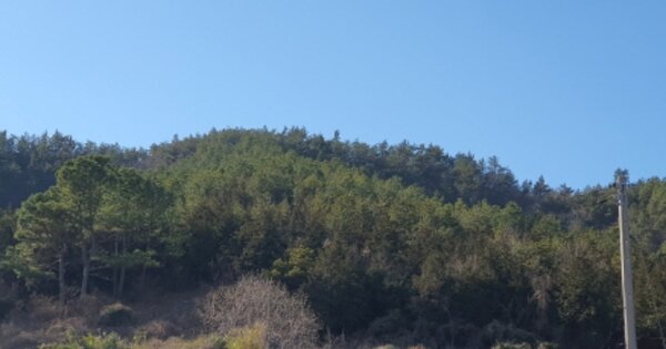 전라남도 장흥군 대덕읍 옹암리 OOOOO 임야 경매 물건 이미지