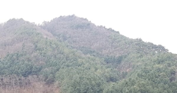 강원도 인제군 북면 월학리 OOOO 전 경매 물건 이미지