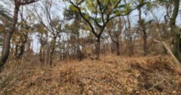 울산광역시 북구 어물동 OOOO 임야 경매 물건 이미지