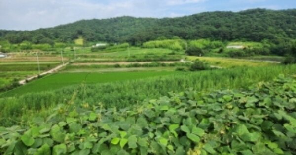 전라북도 고창군 성내면 신대리 OOOOO O OOO 임야 경매 물건 이미지