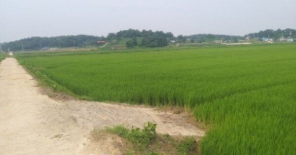 충청남도 당진시 송악읍 본당리 OOOOO 답 경매 물건 이미지