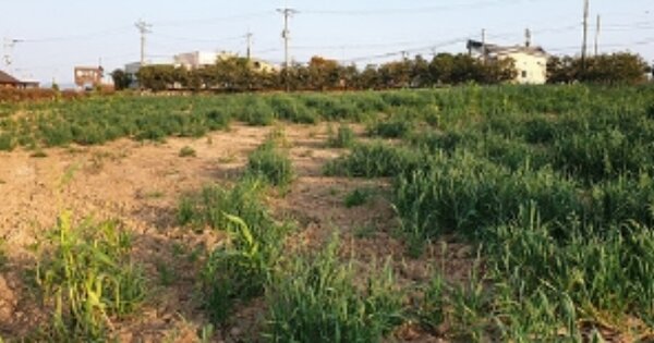 충청남도 예산군 오가면 오촌리 OOOOO O OOO 답 경매 물건 이미지