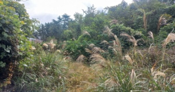 경상남도 거제시 동부면 산양리 OOOOO 과수원 경매 물건 이미지