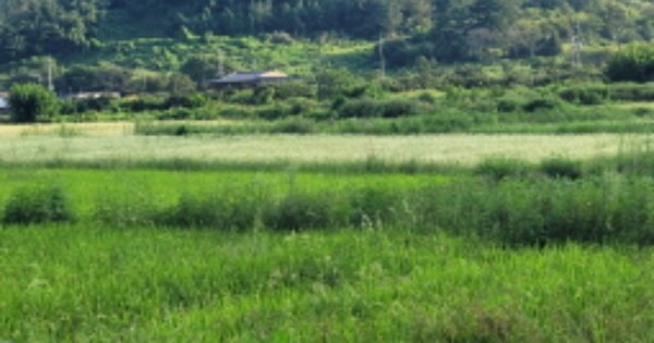 경상북도 청도군 금천면 사전리 OOOO O OOO 답 경매 물건 이미지