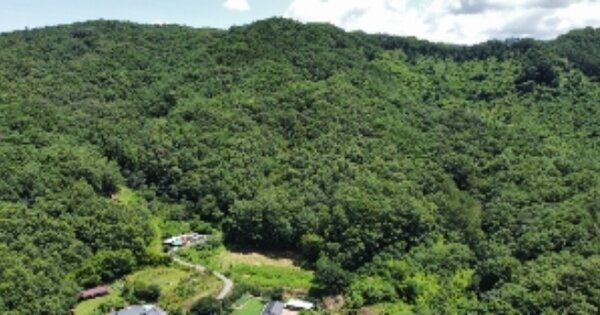 경상북도 김천시 지례면 도곡리 OOO 임야 경매 물건 이미지