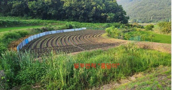 충청남도 보령시 웅천읍 두룡리 OOO 답 경매 물건 이미지