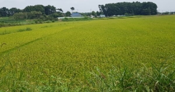 충청남도 서천군 마서면 남전리 OOOOO 답 경매 물건 이미지
