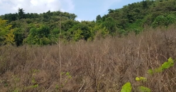 충청남도 서천군 문산면 문장리 OOO 전 경매 물건 이미지