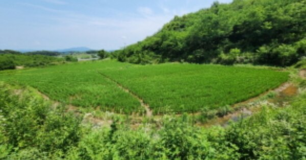 전라북도 익산시 성당면 와초리 OOO 답 경매 물건 이미지