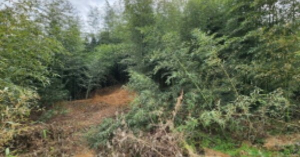 전라북도 익산시 춘포면 창평리 OOO O OOO 임야 경매 물건 이미지