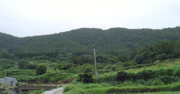 전라남도 완도군 청산면 상동리 OOOOO 임야 경매 물건 이미지