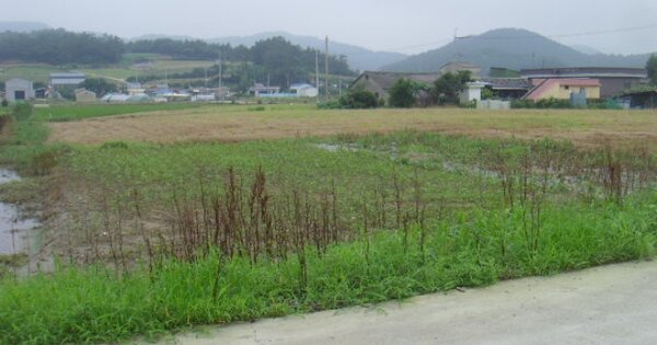전라남도 해남군 화원면 산호리 OOOOO 답 경매 물건 이미지