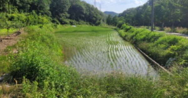 울산광역시 울주군 두동면 천전리 OOO 답 경매 물건 이미지