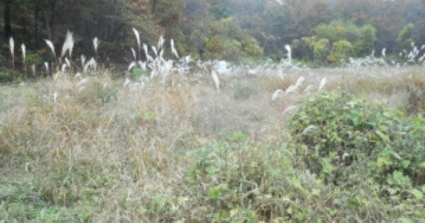 세종특별자치시 연서면 기룡리 OOO 전 경매 물건 이미지