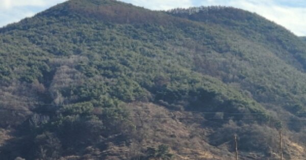 경상북도 청도군 화양읍 동천리 OOO 임야 경매 물건 이미지