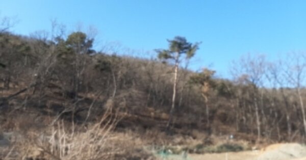 인천광역시 강화군 삼산면 석포리 OOOOOO 임야 경매 물건 이미지