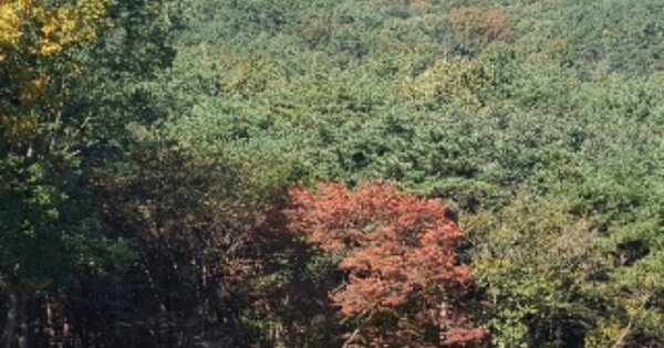 울산광역시 울주군 삼남읍 교동리 OOOOOO O OOO 임야 경매 물건 이미지